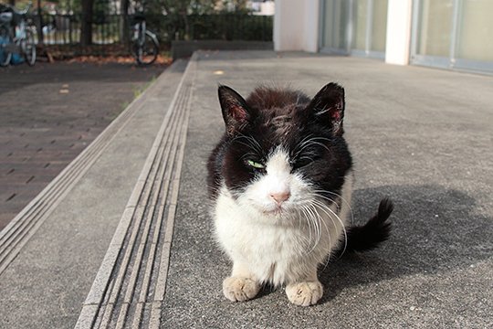 太田区のねこ