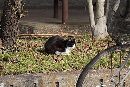 太田区のねこ
