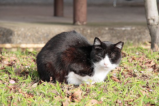 太田区のねこ