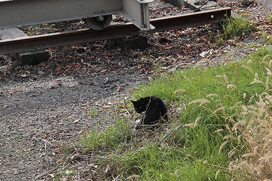 太田区のねこ