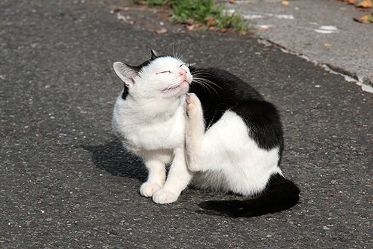 太田区のねこ
