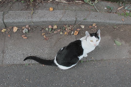 太田区のねこ