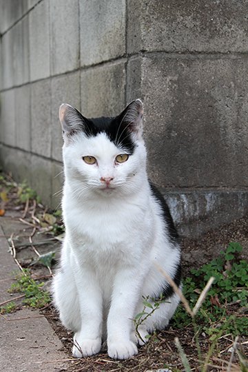 太田区のねこ