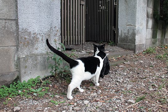 太田区のねこ