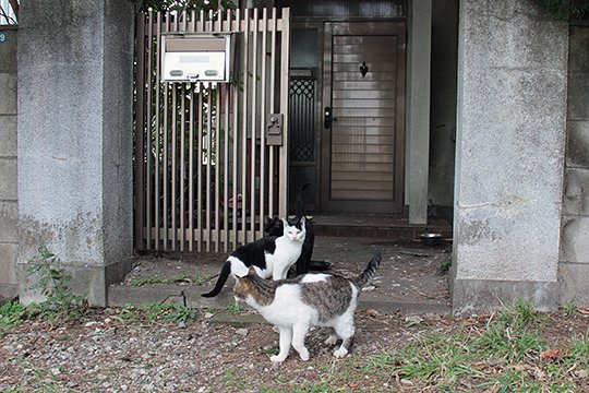 太田区のねこ