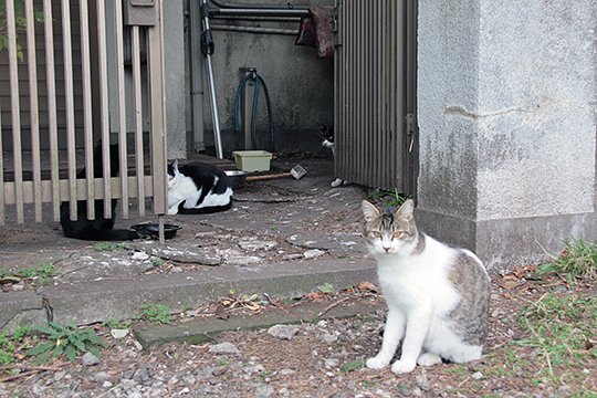 太田区のねこ
