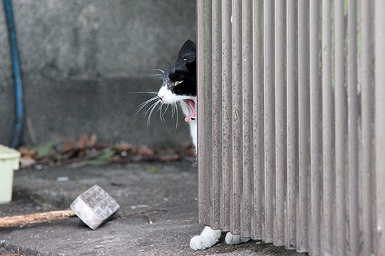 太田区のねこ