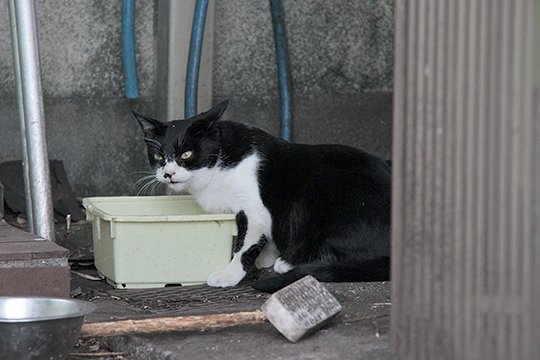 太田区のねこ