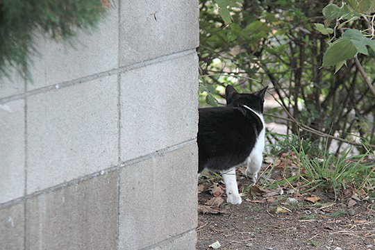 太田区のねこ