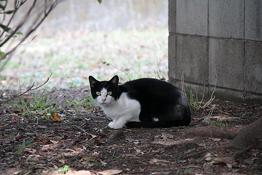 太田区のねこ