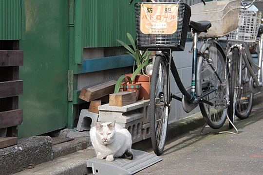 太田区のねこ