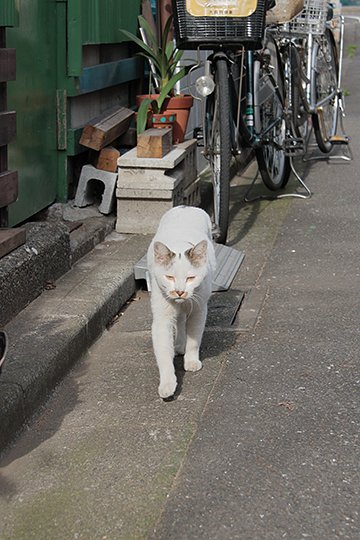 太田区のねこ