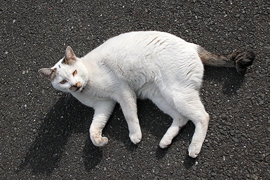 太田区のねこ