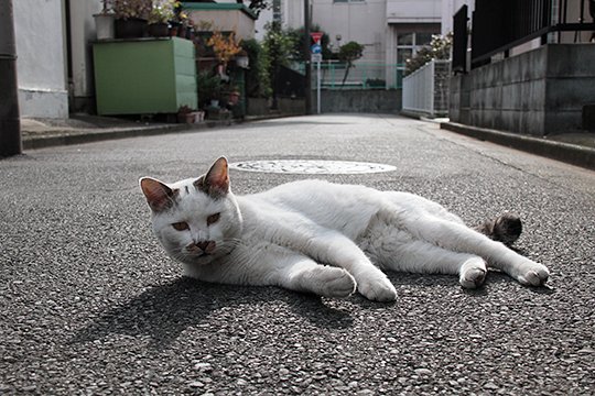 太田区のねこ