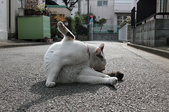 太田区のねこ
