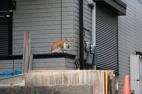 太田区のねこ