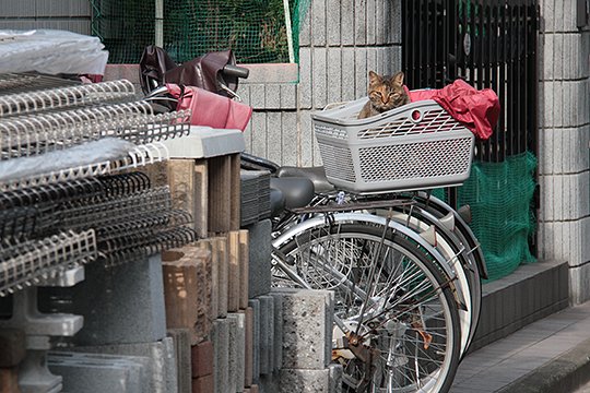 太田区のねこ