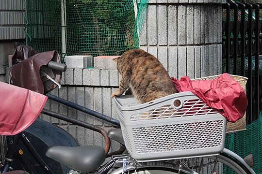 太田区のねこ