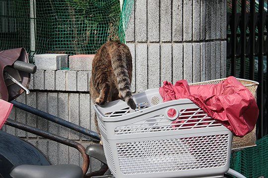 太田区のねこ