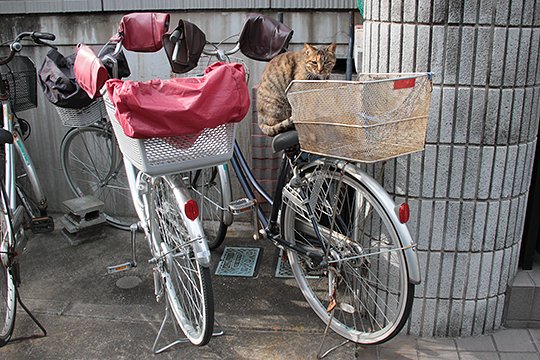 太田区のねこ