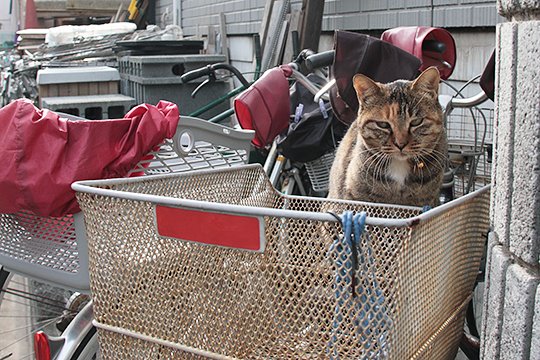 太田区のねこ