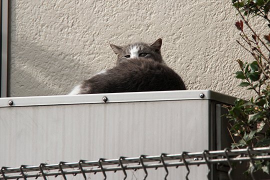 太田区のねこ