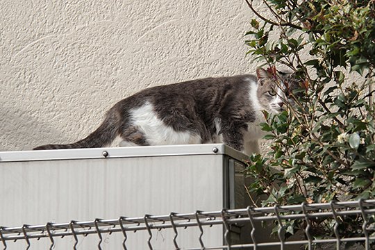 太田区のねこ