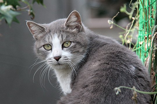 太田区のねこ