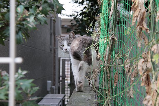 太田区のねこ