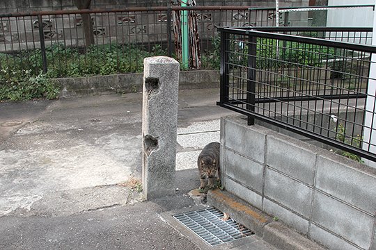 太田区のねこ
