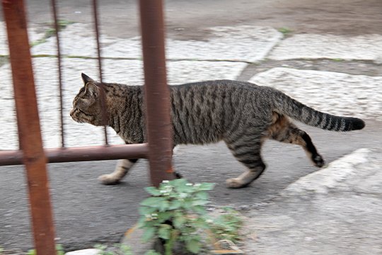 太田区のねこ