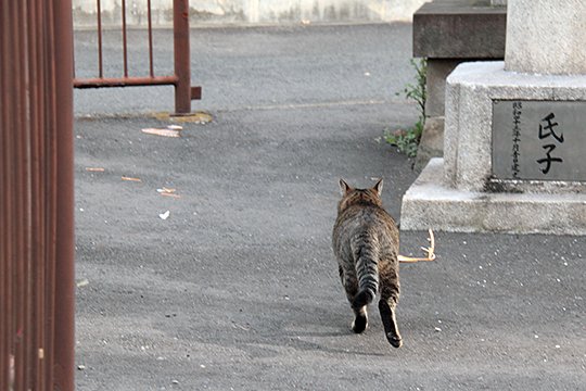 太田区のねこ