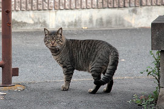 太田区のねこ