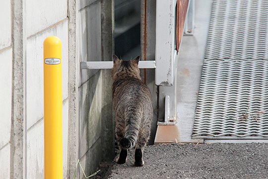 太田区のねこ