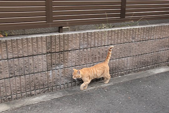 太田区のねこ