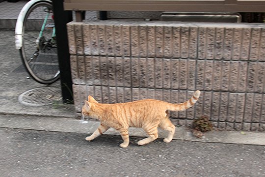 太田区のねこ