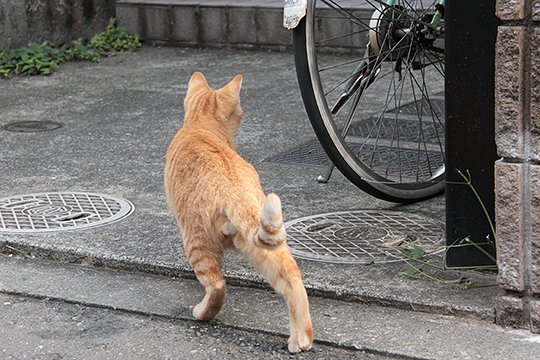 太田区のねこ