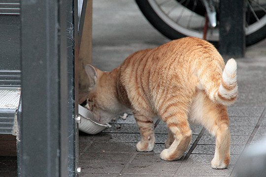 太田区のねこ