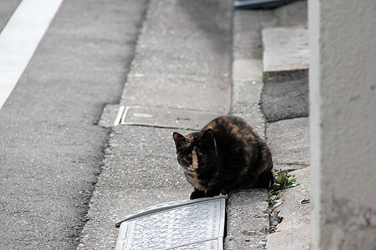 太田区のねこ