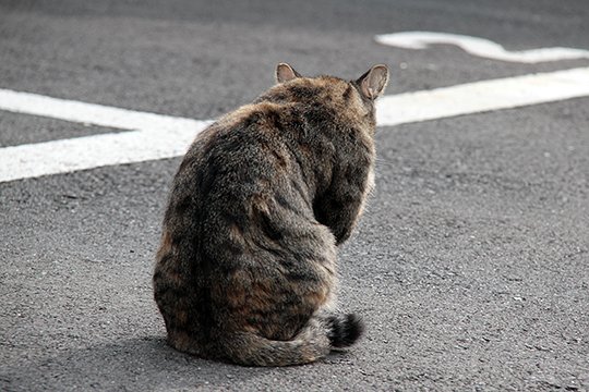太田区のねこ
