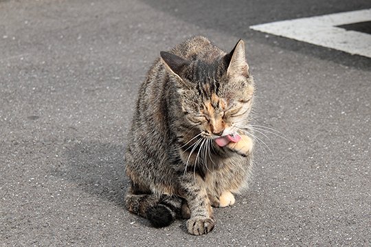 太田区のねこ