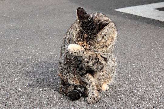 太田区のねこ