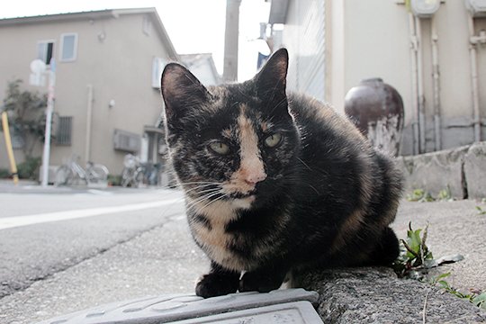 太田区のねこ