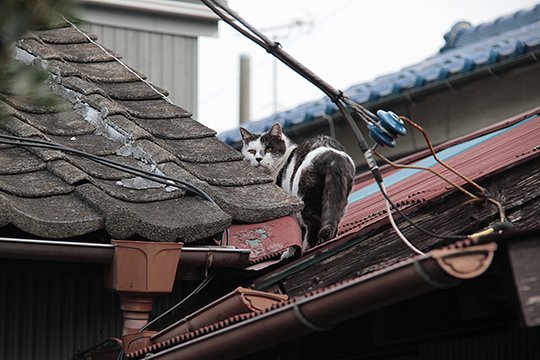 太田区のねこ