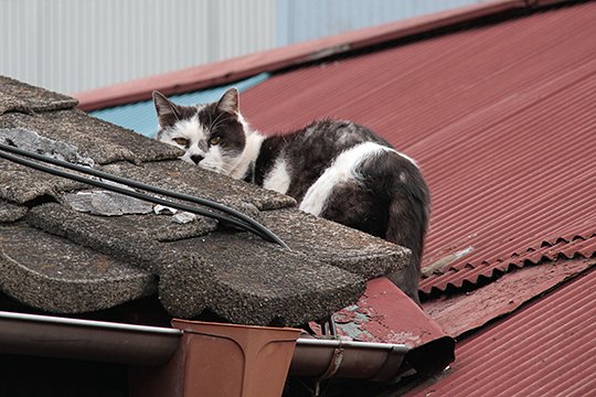 太田区のねこ