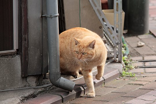 太田区のねこ