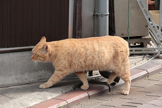 太田区のねこ