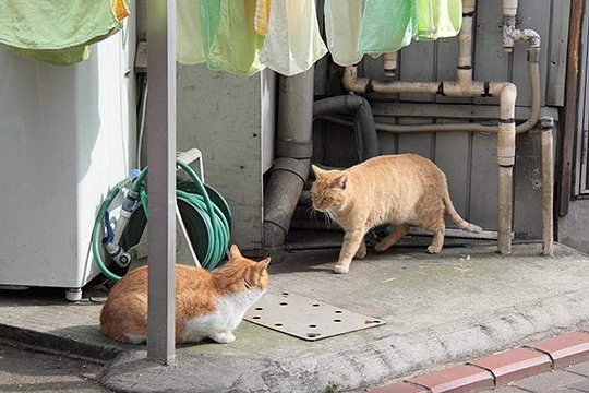 太田区のねこ