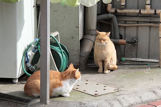 太田区のねこ