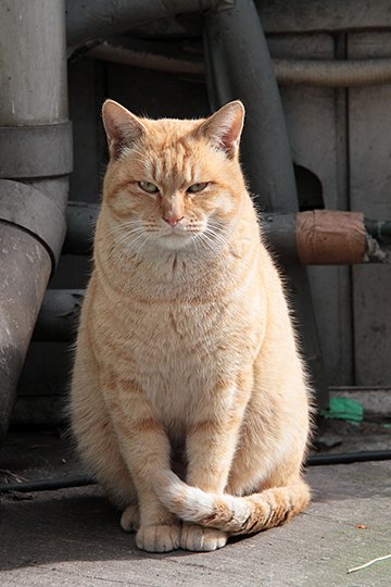 太田区のねこ